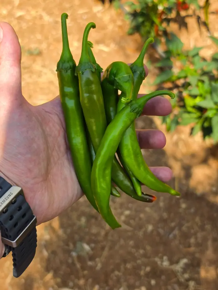 Hand holding green chilies