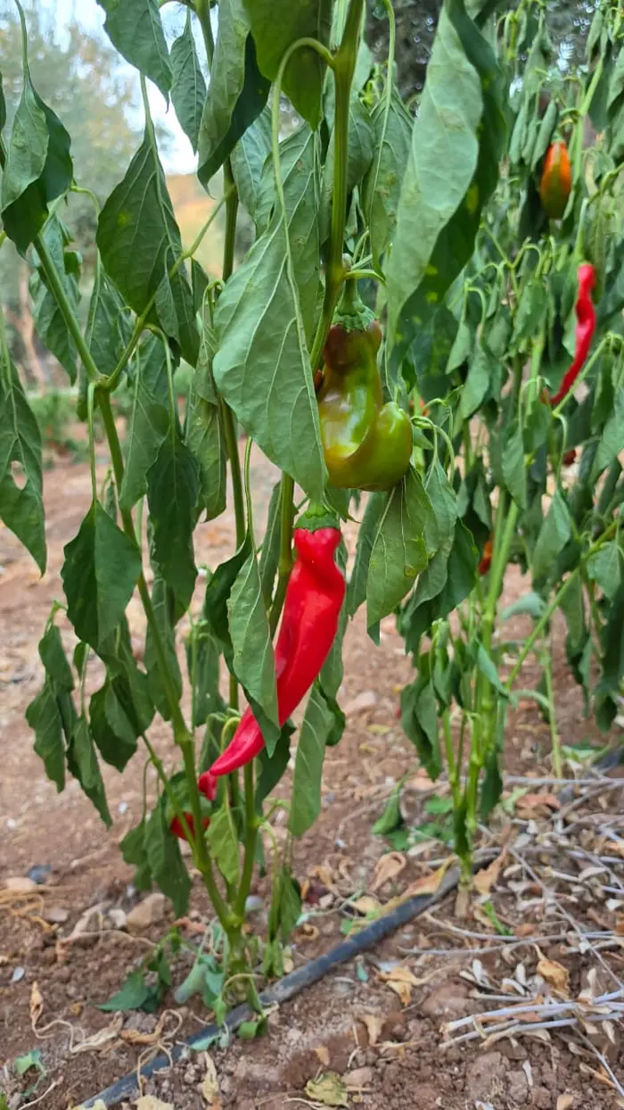 A red chili on the plant